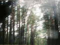 洛城黑帮剧情介绍（洛城黑帮剧情介绍分集）